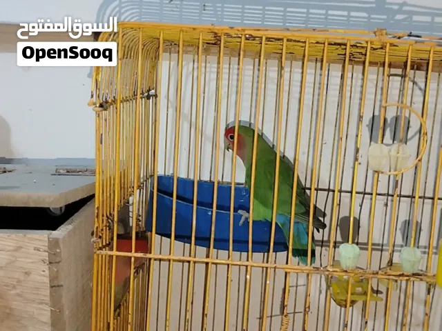 فحل روز ابو فراخ للبيع سبب البيع الطيره هربت ( طارت ) من عندي وربي يبارك لصاحب النصيب موجود في إربد