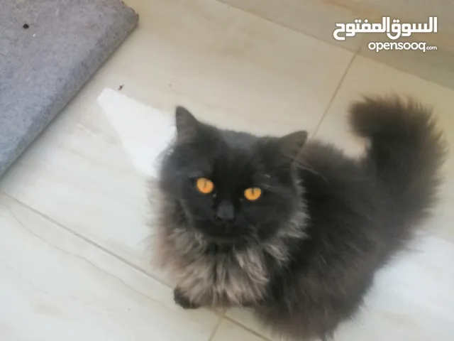 قطه لونغ هير العمر اقل من سنه السلط السلالم