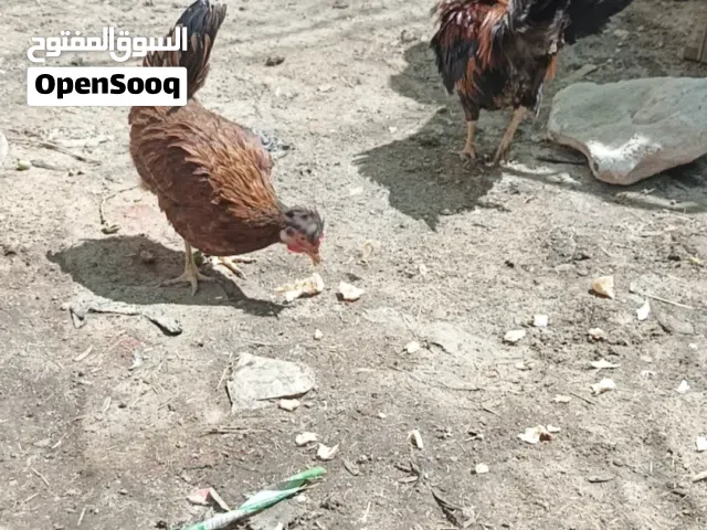 بيع دجاج كوتي شمسي