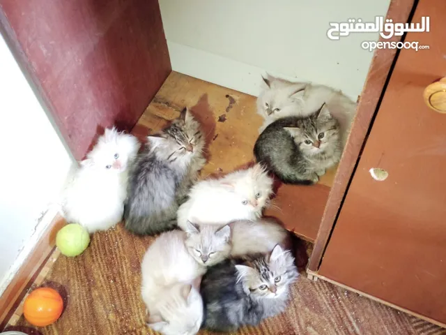 قطط كتن للبيع