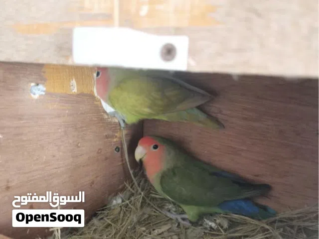 زوج روز منتج للبيع أو للبدل بزوج كوكتيل منتج