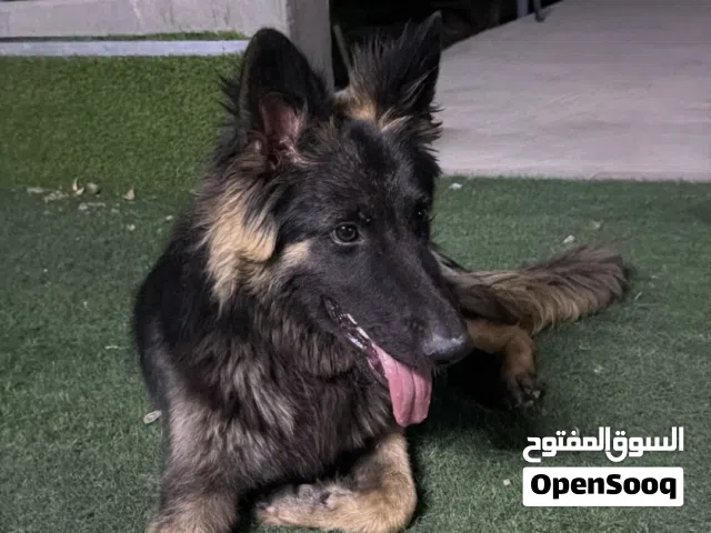 جيرمن 6 شهور