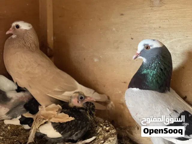 كوبيه شقلاب شخشير