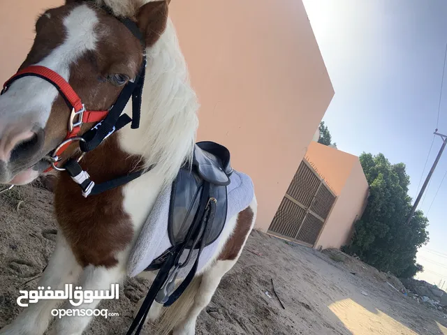 الإيجار بوني جميع مناطق الكويت