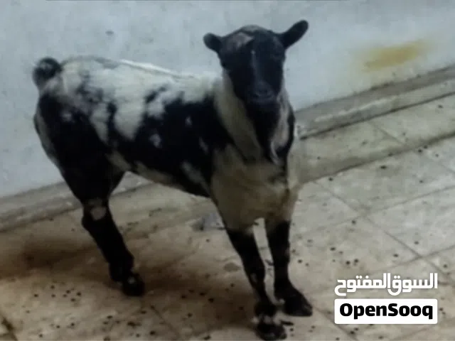 للبيع تيس فحل