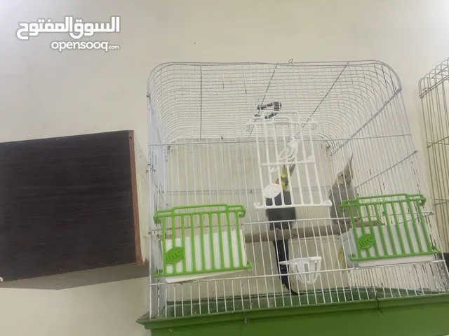 جوز كوكتيل الذكر ما بسكت تغريد