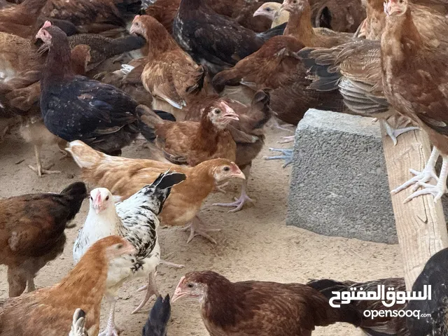 دجاج فرنسي عمر شهرين محصن وًنظيف من شهرين و حتى 6 شهور و اكثر، التوصيل من عدد 50 و الطلب قبل بيوم.