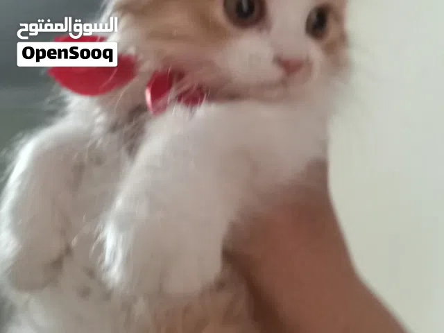 قطط شيرازي للبيع