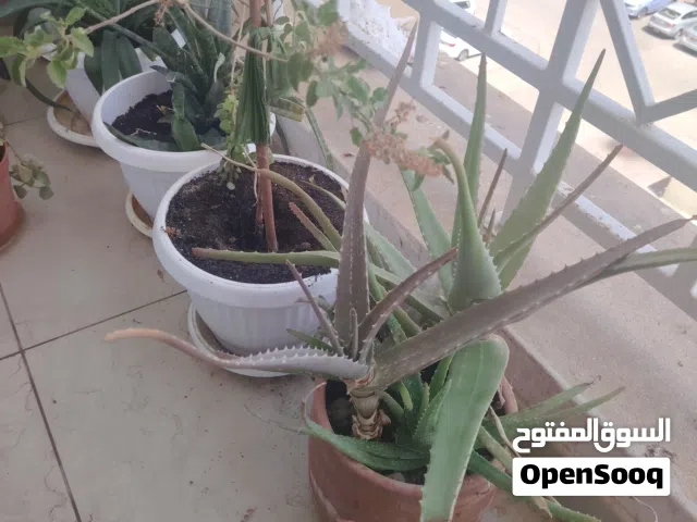 Outdoor plants