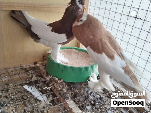 حمام نفاخ مطاريد