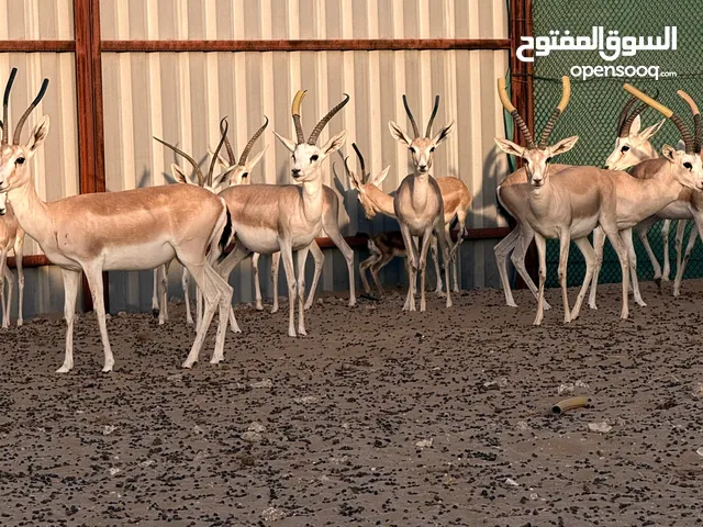 غزلان متنوعه جميع الانواع و الاعمار غزال الريم و و الدماني و البلاك بك