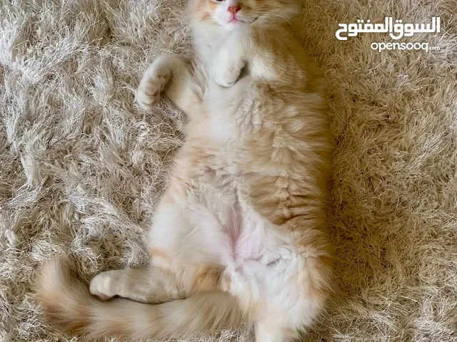 قط شيرازي للتبني
