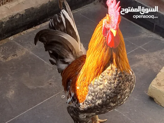 ديج عربي للبيع تفاصيل بلوصف