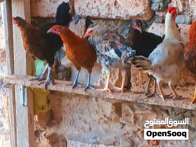دجاج للبيع