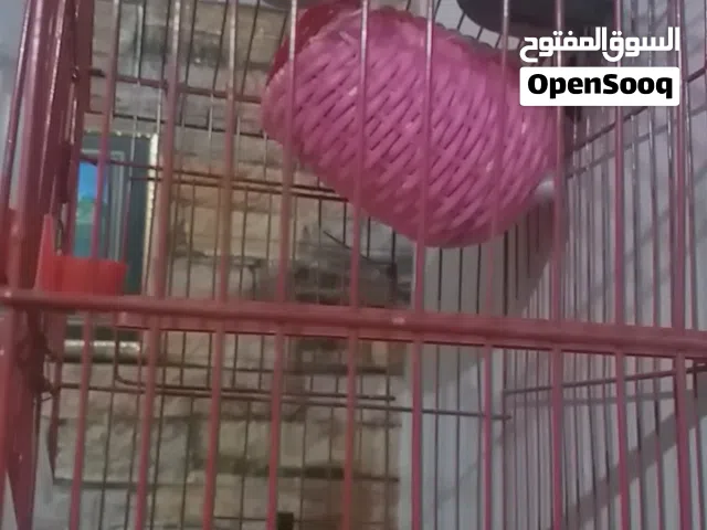 كوبية بودا للبيع