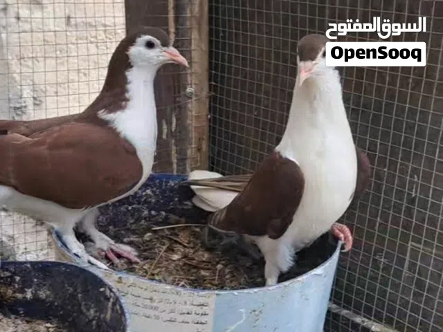 ثلاث جواز وفرده مخاليف للبيع