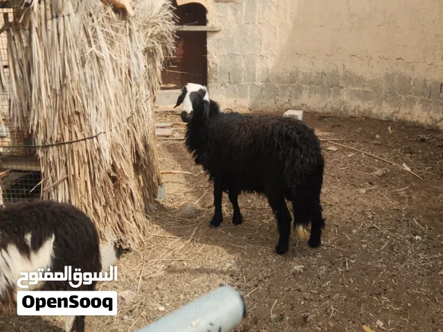 كبش وحمله 100%