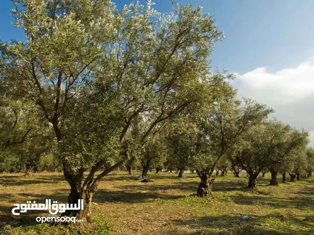 Farm Land for Sale in Doha Other