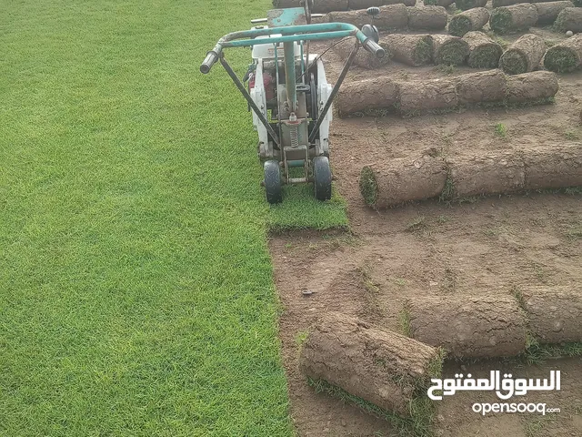يوجد لدينا عشب طبيعي عشب طبيعي