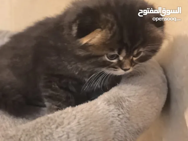 شيرازي قط قط