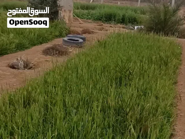 3دوانم الزبير الدواجن