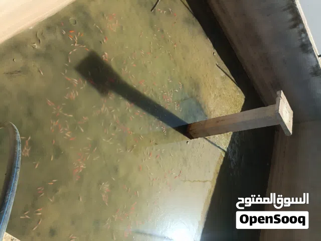 متوفر سمك مرجان