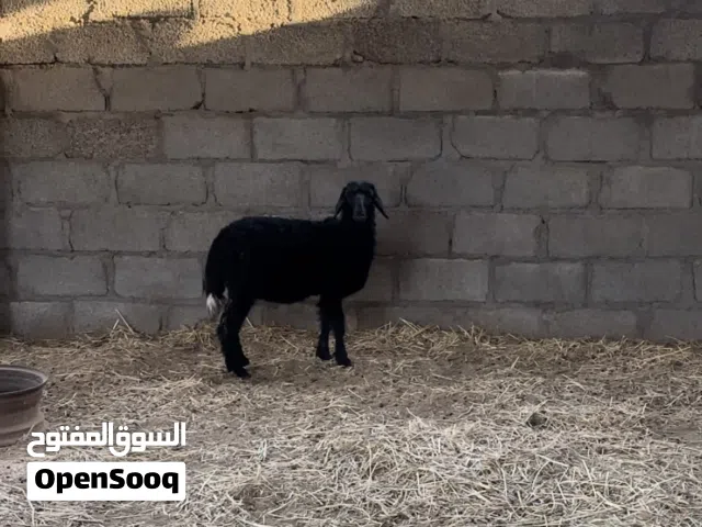 احمله طيبه
