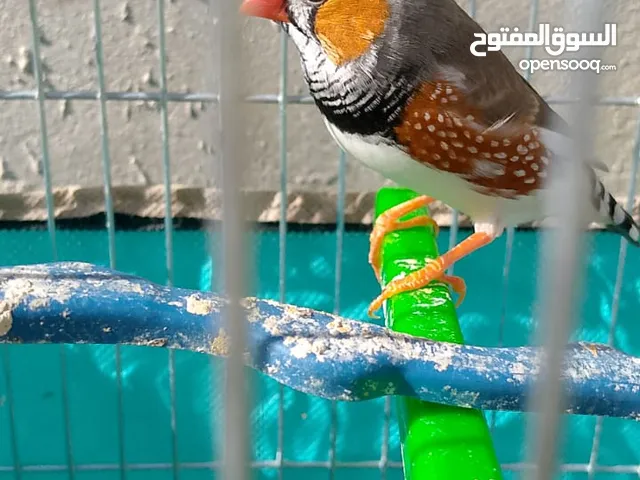 جوز طيور الجنه العمر شهرين