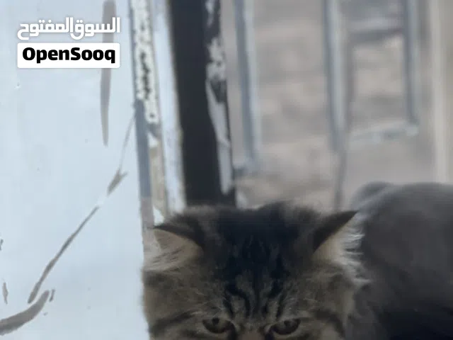 فحل هملايا للتبني