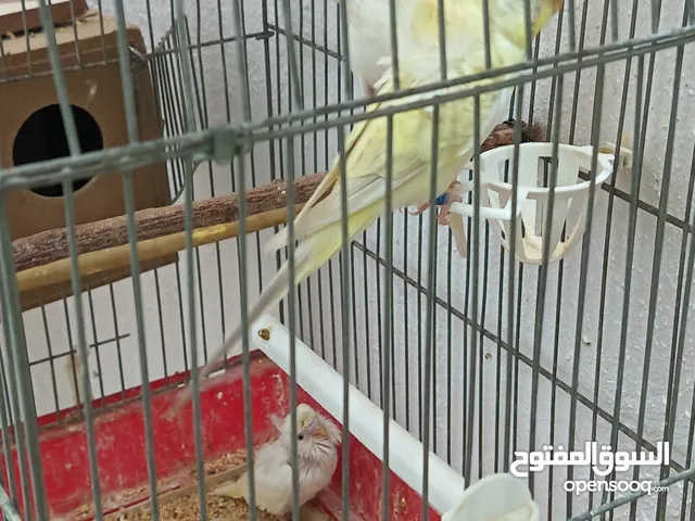 جوز هوغو رومو للبيع صحه ونظافه لجوز عين حمرا لذكر لون بسكوتي والانثى لون ابيض مع فرخ عمر شهر تقريبا