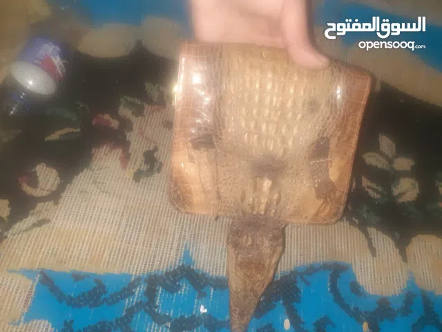 شنطه جلد تمساح اصلي