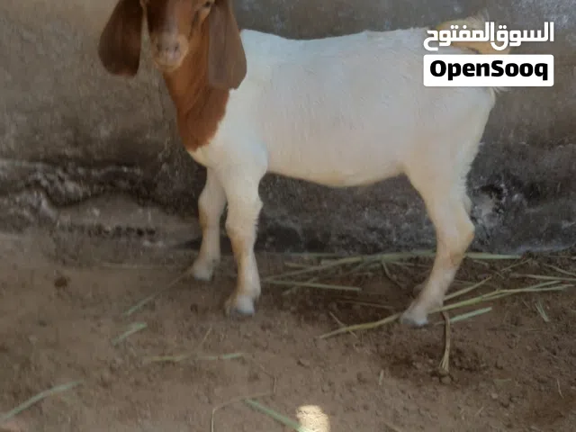 تيس بورقوت بيور للبيع ..