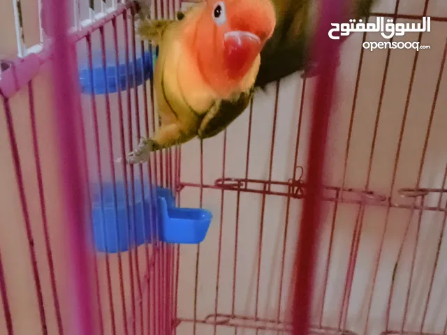 قص فيشر اسبلت اوبلاين جرين شغالين معاهم زغلول متوالفين جدا تحضين و تخصيب ممتاز الله اكبر حاجه محترمه