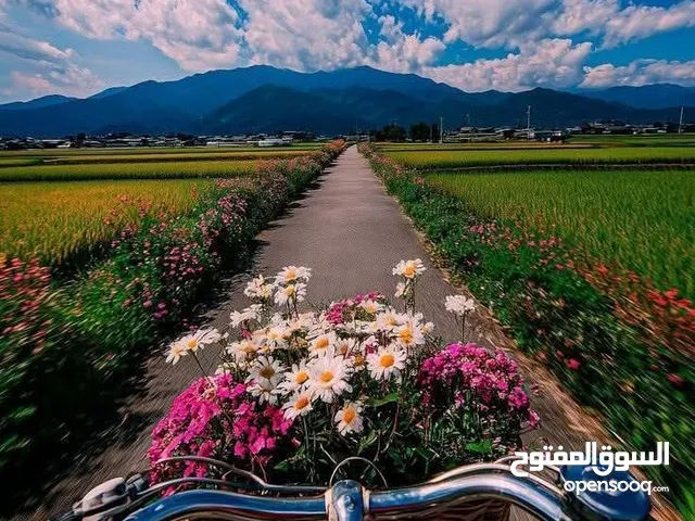 مطلوب لاودجو للايجار