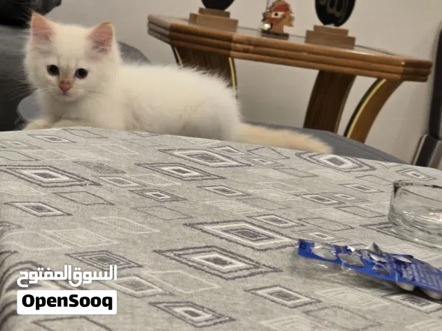 قطة هملايا ذكر عمرة شهرين