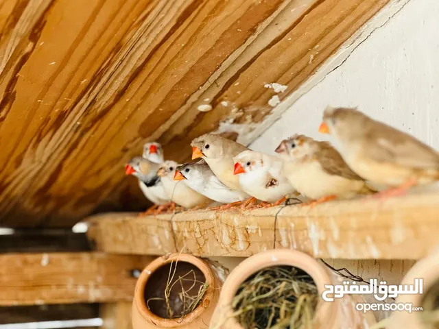 حضيره زيبرا مشوشه للبيع