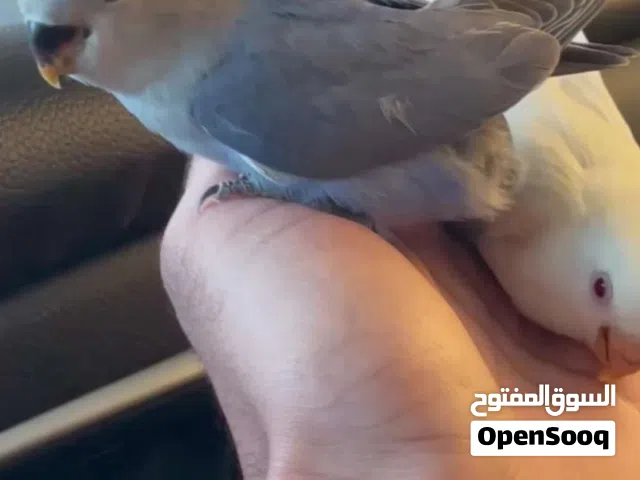 لوف بيرد اليفات