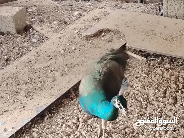 طيور الطاووس ذكر الهندي الأصلي