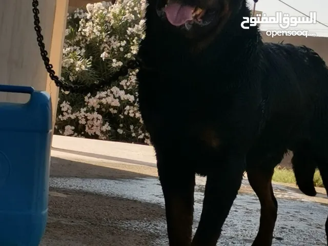كلب رود حاجه تب