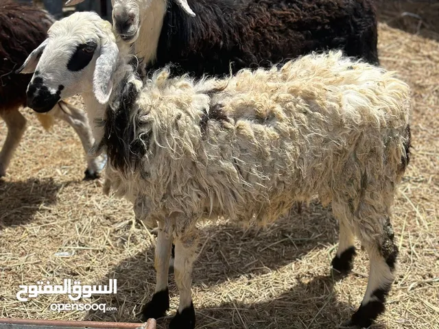 جاعدتين وحده بكر وثانيه ثاني ولده عشار يحدرن ماشاءالله كل شي صاحي ضرع والاسنان السمنه فل ماشاءاللع