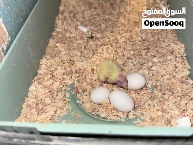 زوج كوكتيل رصاصي خشن جوا فرخ اليوم طلع والباقي البيض منكر