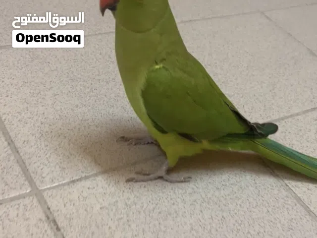 للبيع متوه هندية