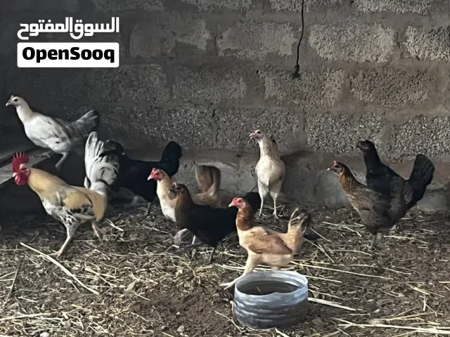 دجاج للبيع