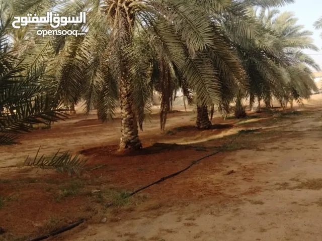 جميع خدمات النخل مع رش مبيدات