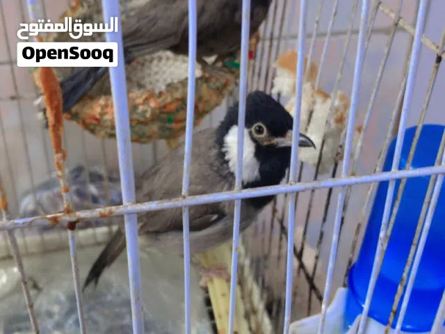 بلابل زوج نثيه وفحل الليفات و متزاوجات