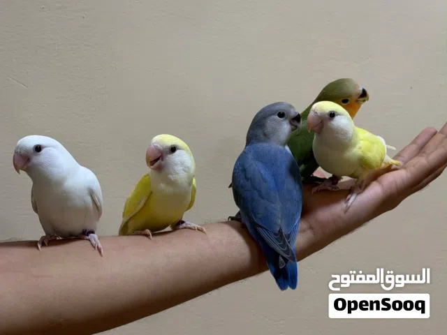 روز أليفات للبيع