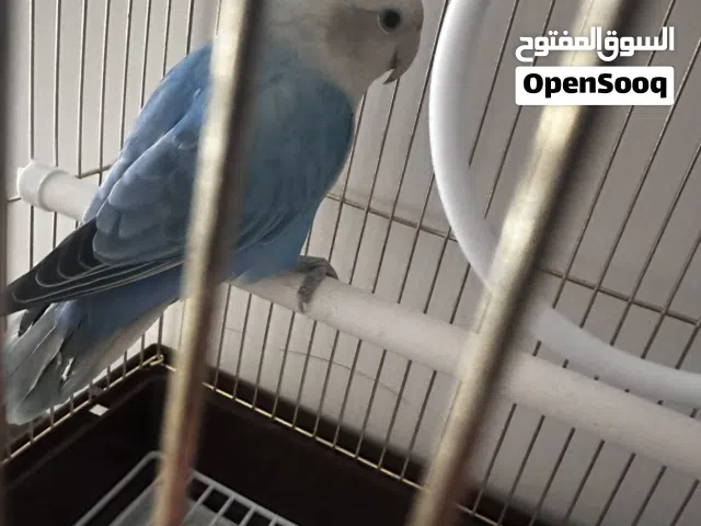 طير روز غير اليف
