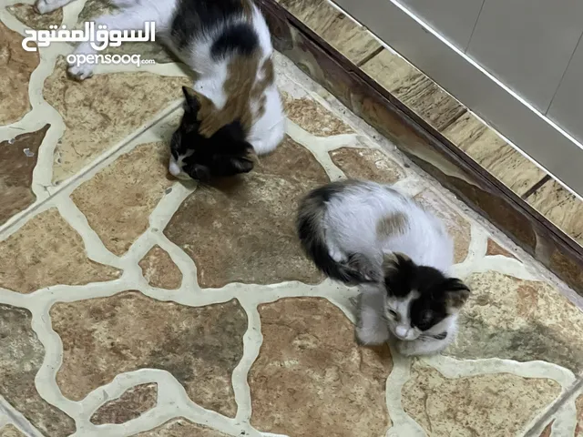 قطط للتبني - kittens for adoption