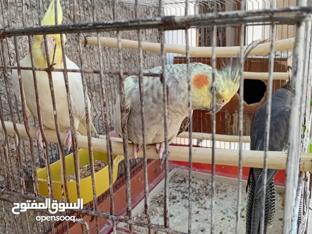 اجمل عصافير كوكتيل للبيع