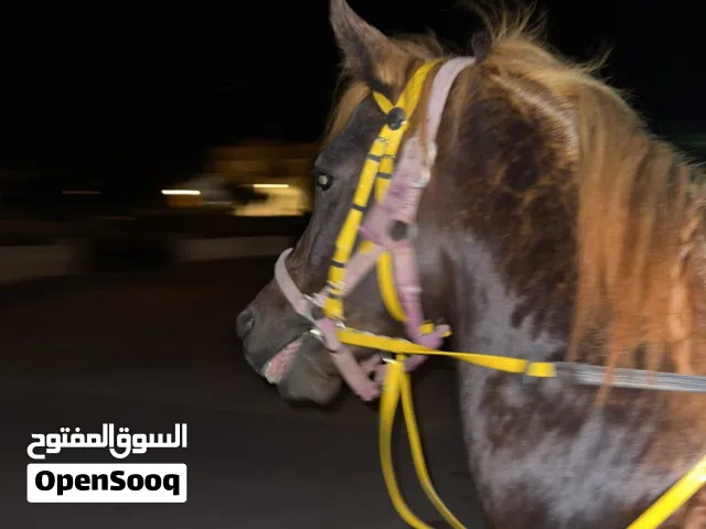 حصان عربي اصيل فحل للبيع أو للبدل بسيارة